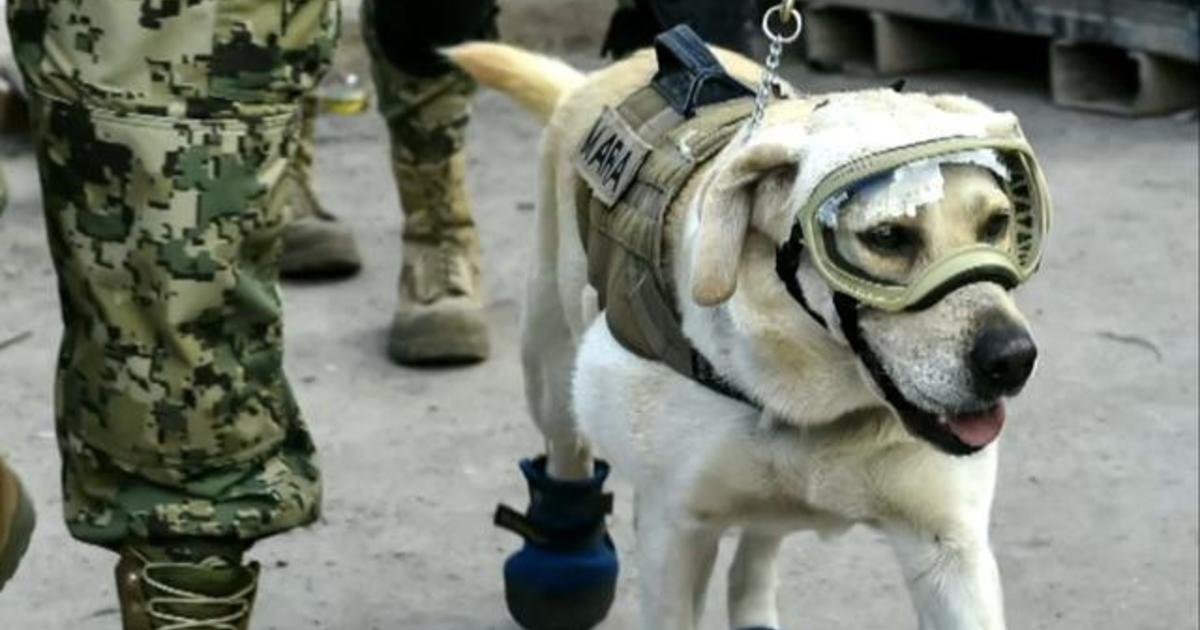 Frida The Rescue Dog A Symbol Of Hope After Deadly Mexico Earthquake   Cbsn Fusion Frida Rescue Dog Retires Thumbnail 1880481 640x360 