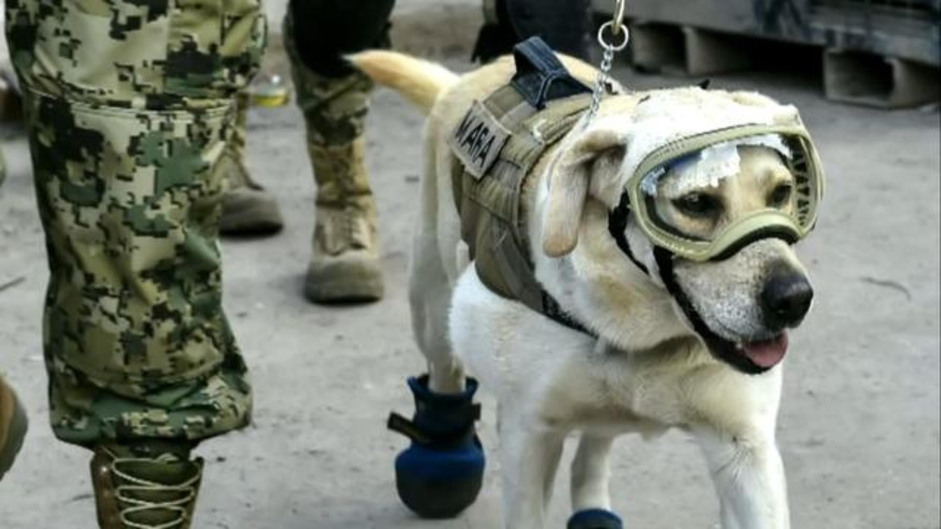 Frida, Mexico's beloved search and rescue dog, dies