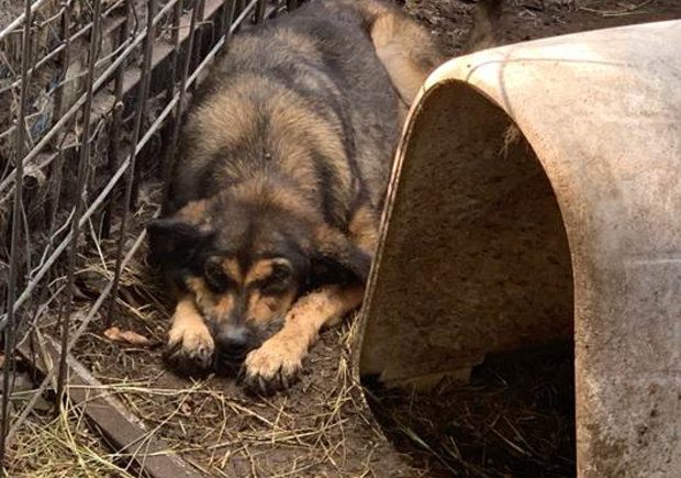 Neglected dog in Bosque County 