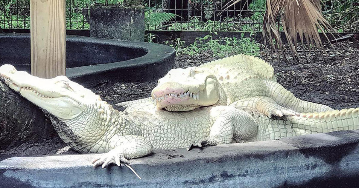 An albino crocodile : r/pics