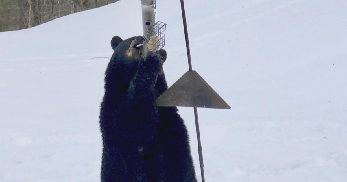 Mink the bear was sent 100 miles away. She returned home anyway