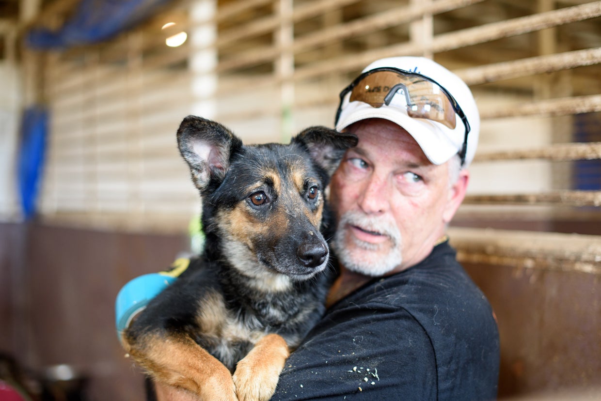 Dozens Of Neglected Pets Rescued From North Texas Home, Headed Out Of ...