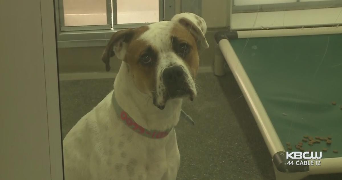 East Bay Animal Shelters Cope With Outbreak Of Canine Influenza - CBS San  Francisco