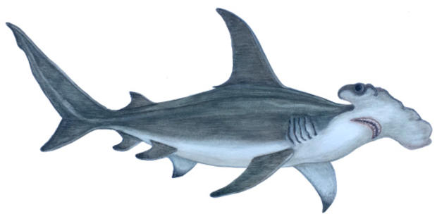 Watercolor painting of Great Hammerhead Shark by Stephen Kade 