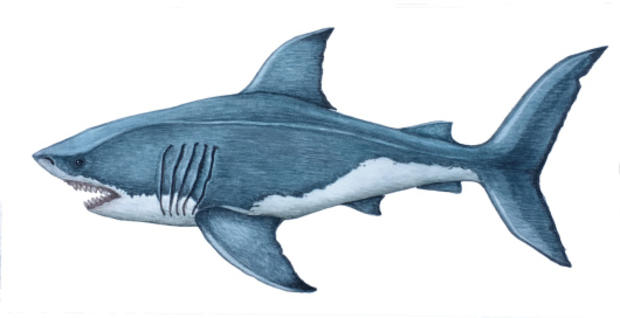 Watercolor painting of Great White Shark by Stephen Kade 
