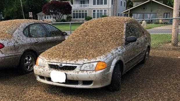 Thousands of mayflies swarm a car in northeast Ohio. 