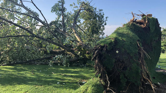 quicksilver-golf-course-downed-tree.jpg 