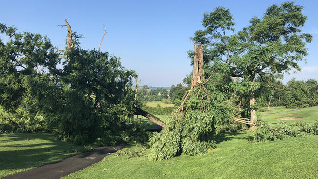 quicksilver-golf-course-downed-tree-2 