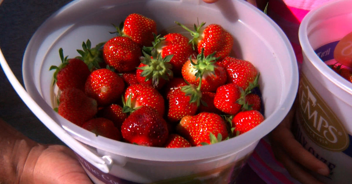 peak-strawberry-picking-season-has-arrived-cbs-minnesota