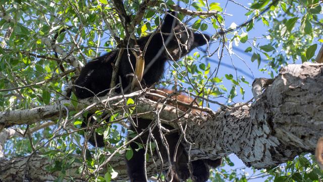 castle-pines-bears.jpg 