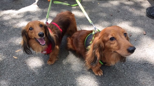 daschund-race-2.jpg 
