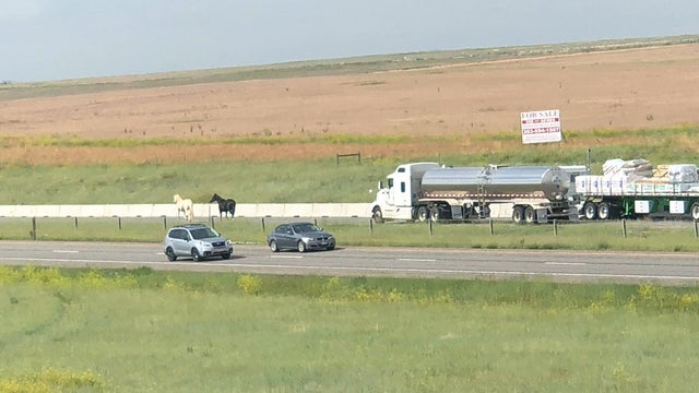 e470 horses pic 1 (justin adams) 