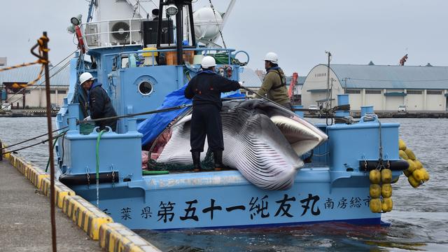 JAPAN-POLITICS-ENVIRONMENT-DIPLOMACY-WHALING 