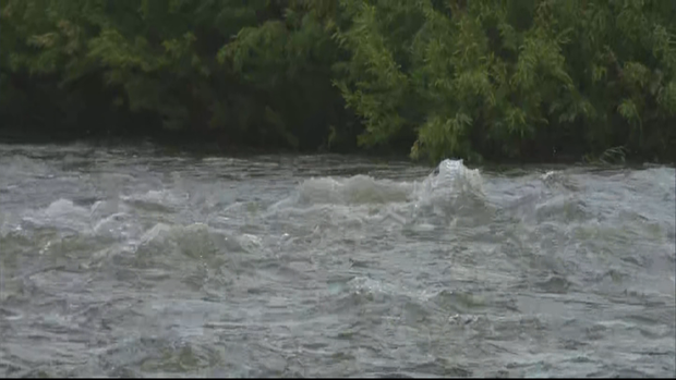 golden tubers rescued - Ramirez raw_frame_44307