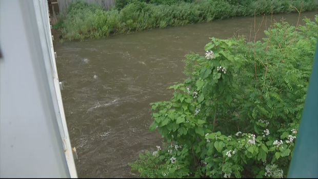 golden tubers rescued - Ramirez raw_frame_43707