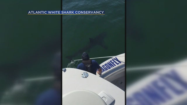 great-white-shark-tag.jpg 