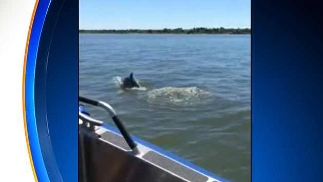 0702dolphinsbaco.png 
