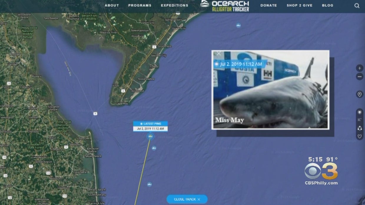cape may shark 