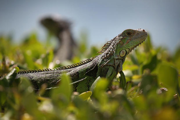 South Florida Battles Invasive Iguana Population 