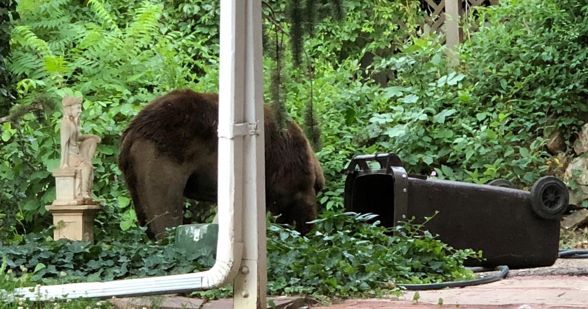 'Aggressive' Bear Removed From Boulder And Euthanized - CBS Colorado