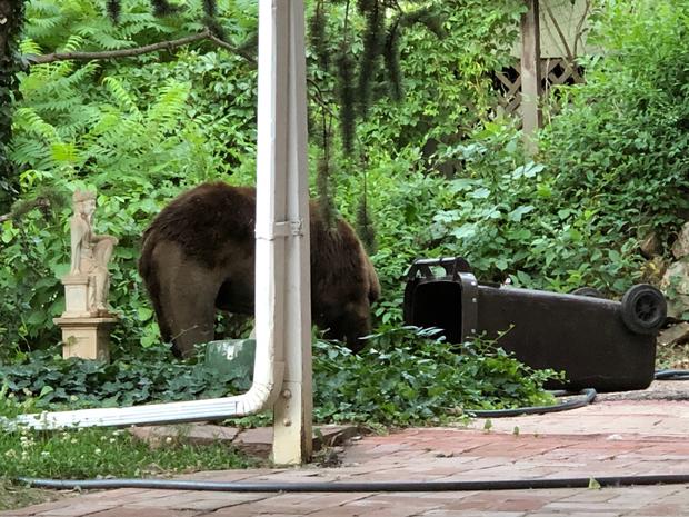 Bear killed by CPW getting into trash 