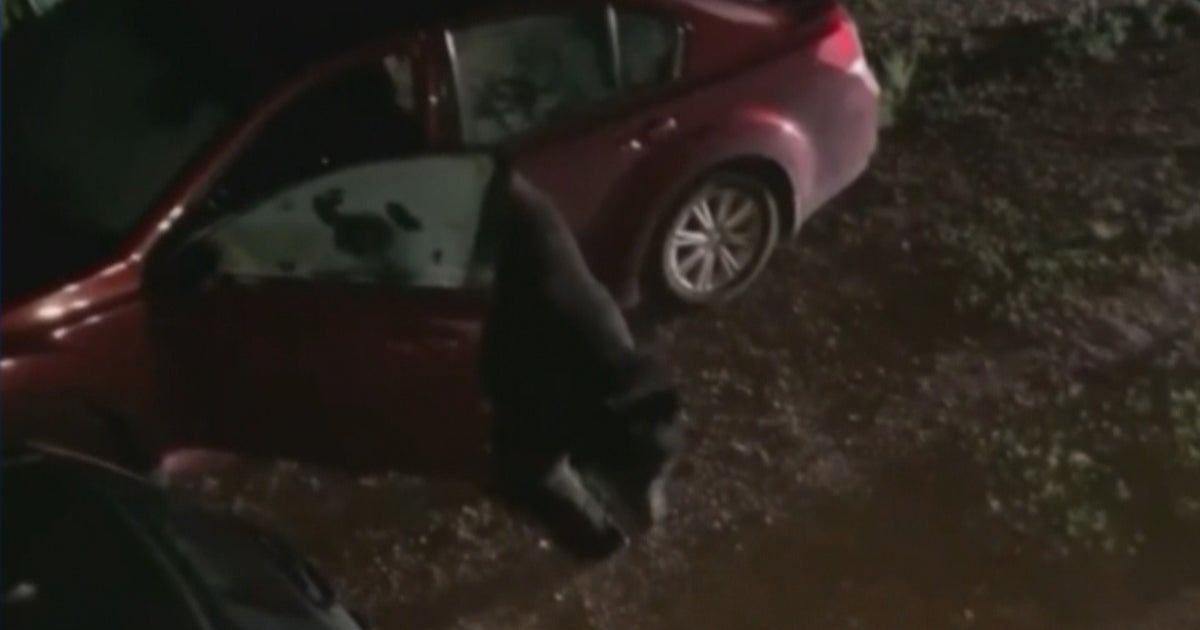 Wildlife Officials Free Bear Stuck Inside Car - CBS Colorado