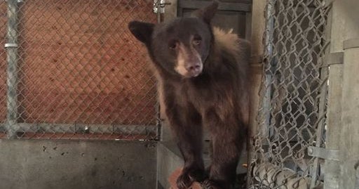 Bear Found Starving At Lake Tahoe Resort Gets New Home In Southern