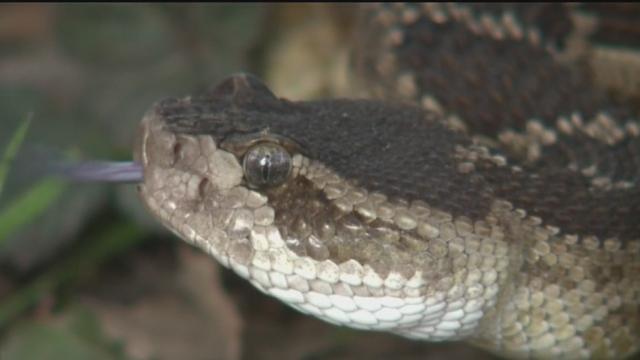 NC Officials: Beware of 'Zombie snakes' that play dead