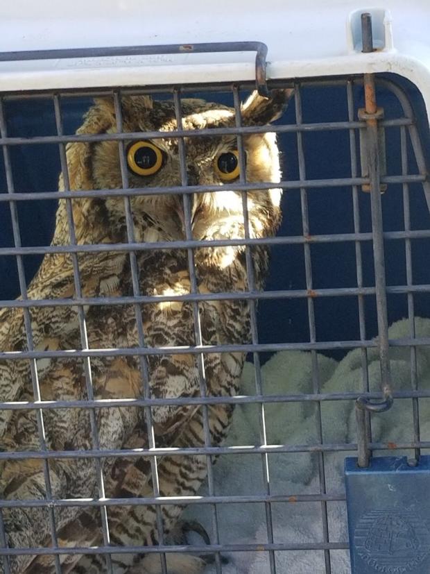 great horned owl rescue via cpw ne 
