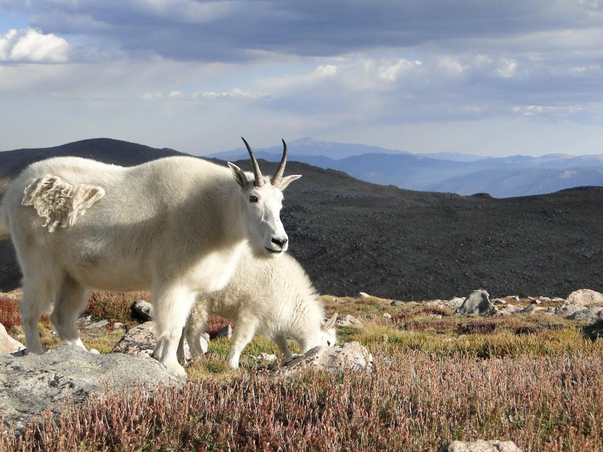 colorado mountain goat        
        <figure class=