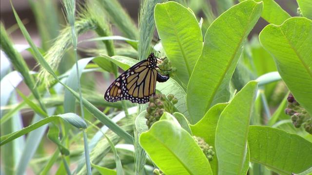 monarch-butterfly.jpg 