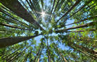 Look up in a dense pine forest 