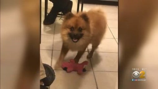 missing-pomeranian.jpg 