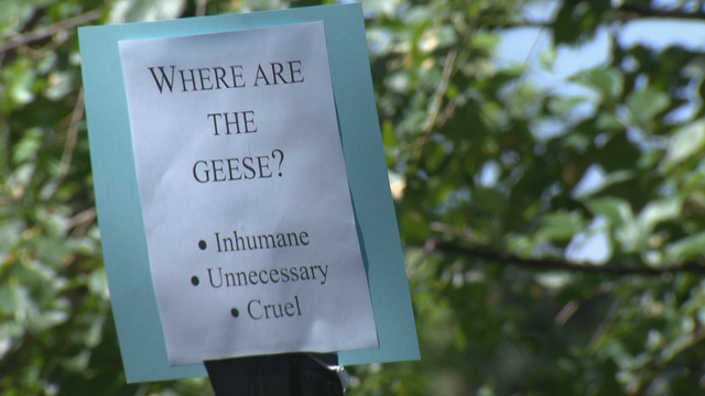 save-the-geese-5vo.transfer_frame_276.png 