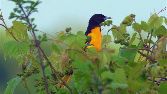 0707-sunmo-nature-1886943-640x360.jpg 