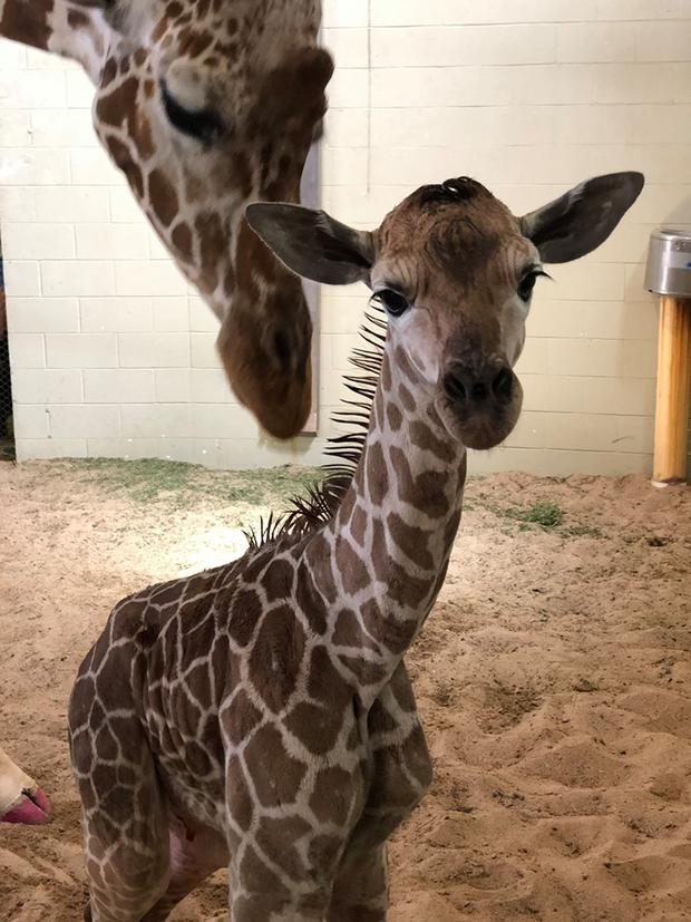 Giraffe baby (Cheyenne Mountain Zoo) 
