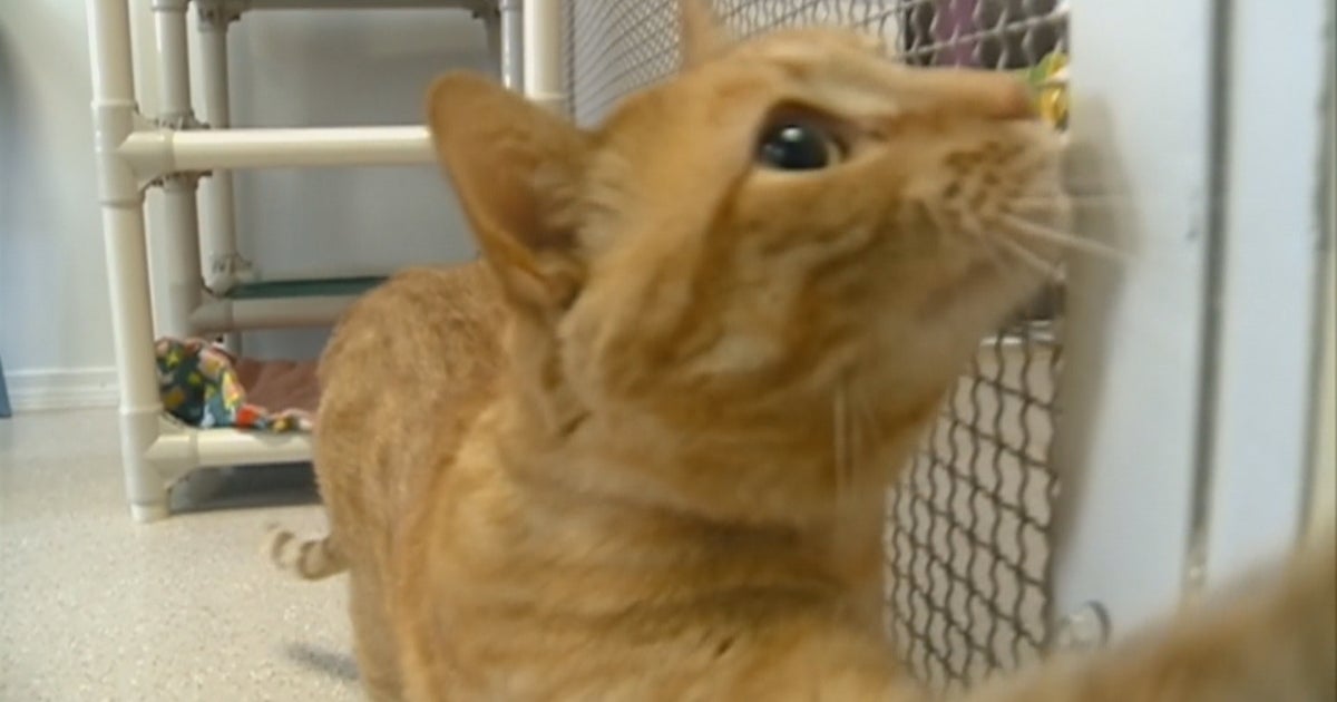 CBS3 Pet Project: How To Choose Perfect Cat At Shelter - CBS Philadelphia