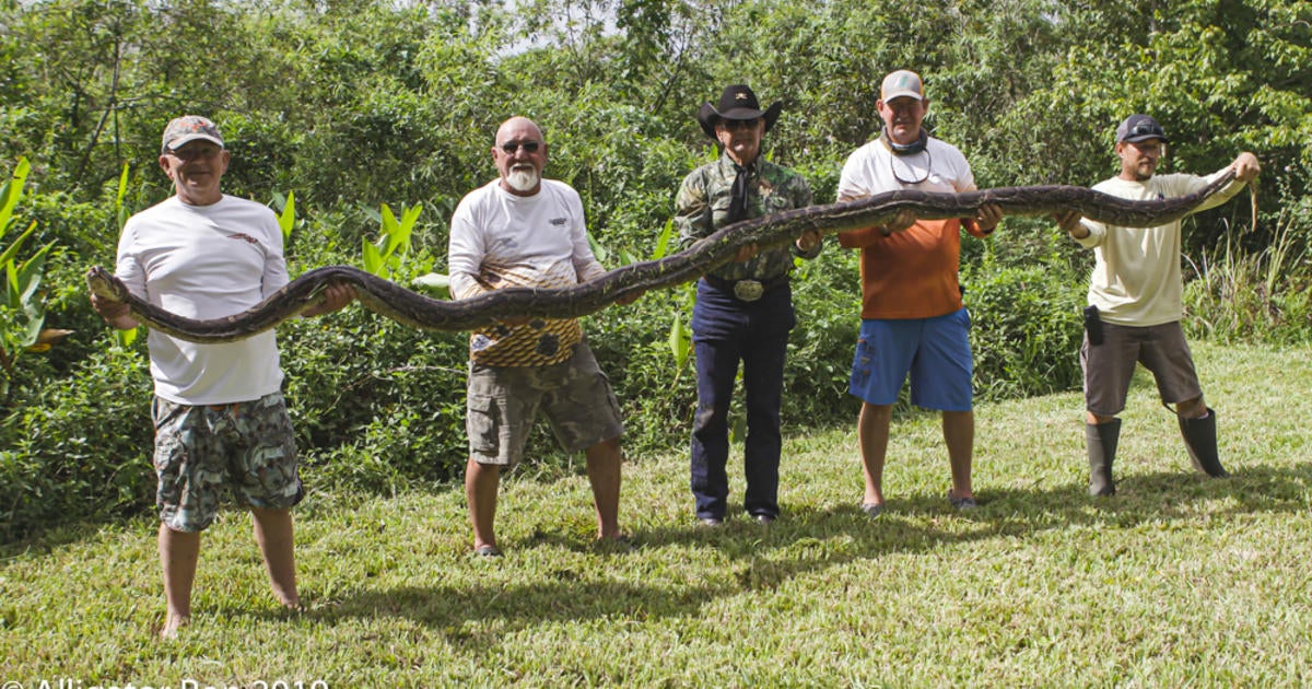 Near Record Burmese Python & Hatching Eggs Captured In Florida ...