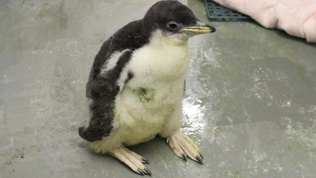 pittsburgh-zoo-gentoo-penguin-chick-2 