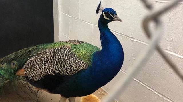 newton-nh-peacock-pd-pic.jpg 