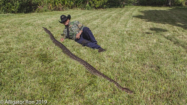 16 Foot Burmese Python 
