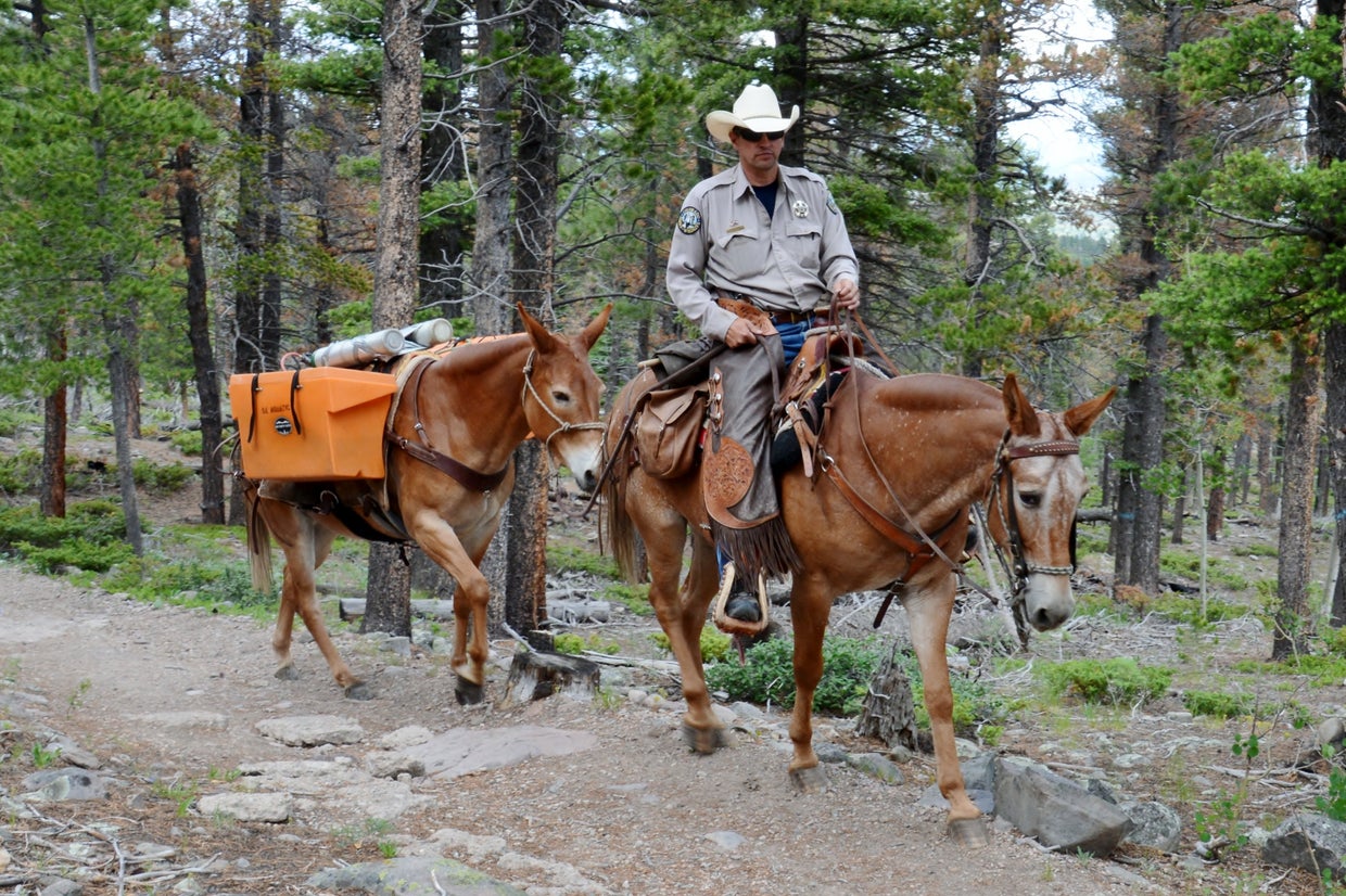 Mule Team Trout 1 (Colorado Parks and Wildlife, Bill Vogrin) 