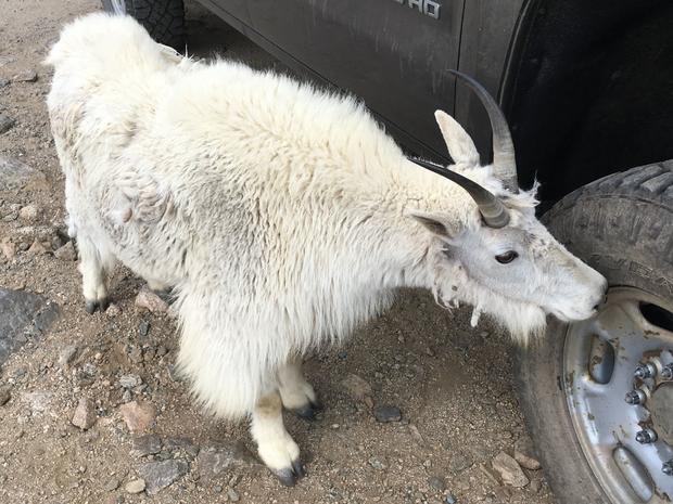 mountain goat licking car 