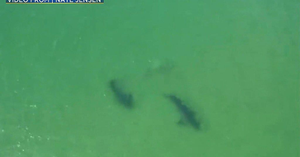 Drone Catches Sharks Making 'Aggressive Moves' In Cape Cod Bay CBS Boston