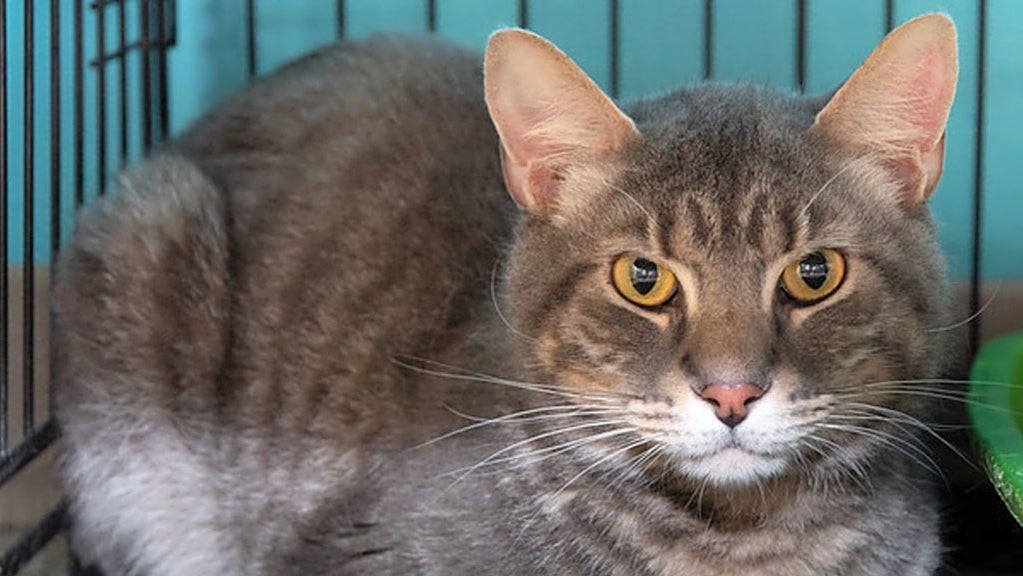 Cats In New York City Looking For Their FurEver Homes CBS New York