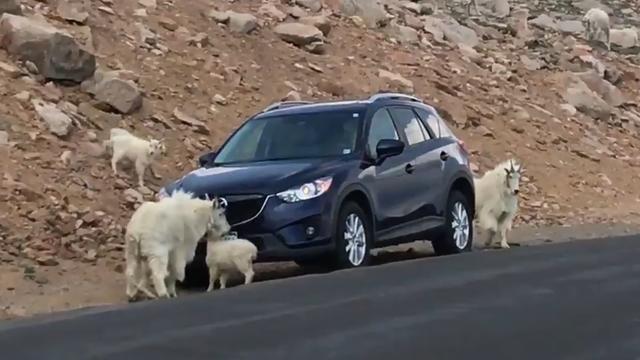 mountain-goat-licking-car-2.jpg 