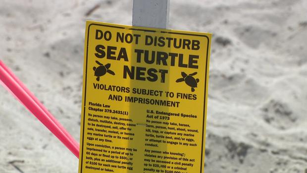 Sea Turtle Nest Sign 