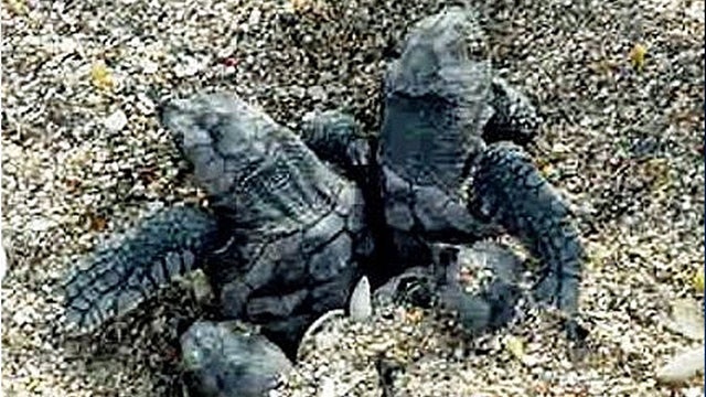 baby-sea-turtles.jpg 