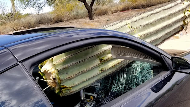 cactus windshield 2 