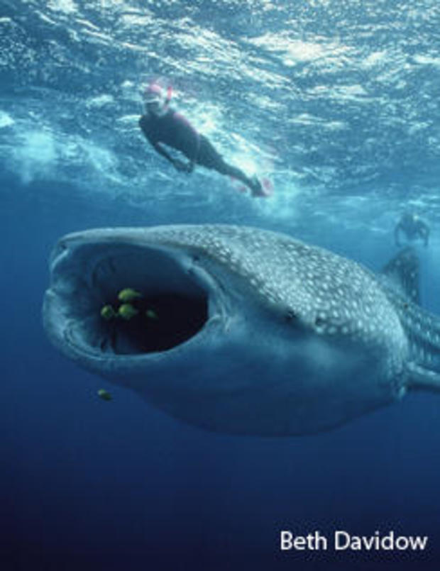 whale-shark-with-divers-vertical-beth-davidow-244.jpg 